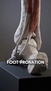 Pronation is a natural movement of the foot that occurs during landing. . As the body weight is loaded onto it, the arch of the foot flattens out and the heel moves outward. . This movement increases elasticity of foot which helps to absorb shock and distribute the impact forces evenly through the foot and leg. . Supination is also natural and refers to movement in which the arch of the foot rises and the heel moves inward. . With this motion foot becomes more rigid, which helps to propel the bo