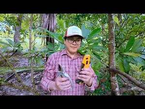 Learn Cacao Tree Pruning for Healthy Growth ASMR Isabela Philippines