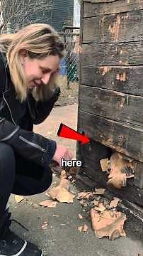 Crazy Things Found in HouseHold Walls!