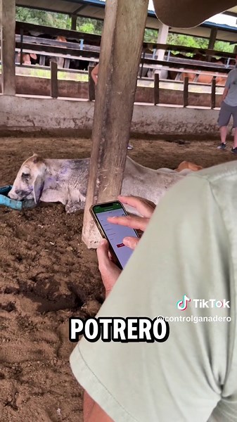 Hoy registramos el tratamiento de una vaca con problemas de salud en menos de 40 segundos usando la app de Control Ganadero. ¡Rápido, fácil y sin papel! #ControlGanadero #GestiónEficiente #SaludAnimal #GanaderíaModerna