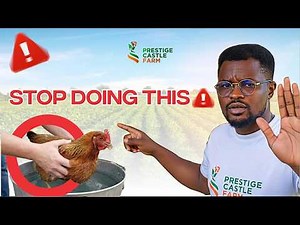 How to Properly Stop a Broody Hen