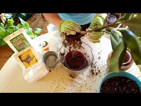 How to Save a Plant with Root Rot (Part 2)