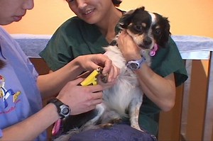 Dog Nail Trim: Training a Dog to Enjoy Toenail Trims