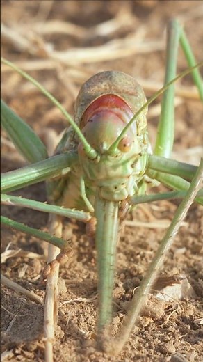 KATYDIDS IN ACTION: They Refuse to Share Their Food