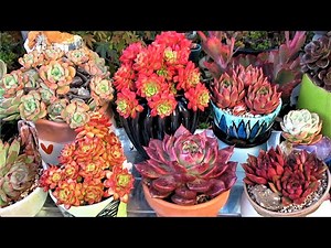 How I Grow Colorful Succulents