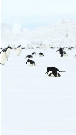 Adélie penguins waddling & tobogganing #Antarctica #penguin #nature #wildlife #animal