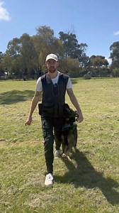 TRICKS TUTORIAL AT THE Dog Lovers Festival MELBOURNE!October 26 and 27th! Ever wanted to teach your dog tricks? Or have your dog more focused on you? I’ll be running a tricks tutorial and also showing you exercises you can do at home to build a great relationship with your dog or puppy! You’ll get to see Sage and Riot my GSDs and my Golden retriever puppy Walter! 2pm both days on the Optimum dog walk stage! #dogloversfestival #dogtraining #dogtricksandsports #dogtricks #germanshepherd #goldenret