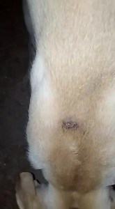 Hi everyone, As you know, we have had to stop rescuing dogs and cats due to having very high bills totalling over 170,000Dhs. We did however have a TNR sponsor that we had yet to use up so we decided to catch a dog from one of our feeding stations that seemed injured this week so that he could get checked out at the same time. When back on site to catch him, volunteers realised he was in a lot more pain than first thought. Fast forward to the vet and he needed X-Raying (costly) and we learnt tha