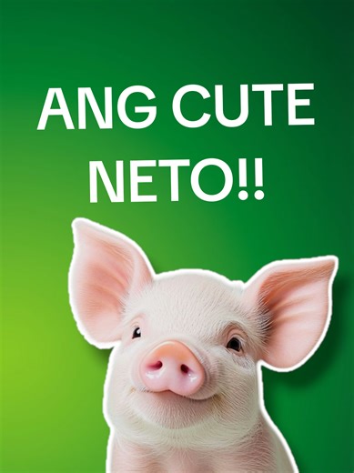 Piggery Business Tips for Beginners