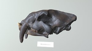 Saber-toothed Cat (VCU_3D_3615) - 3D model by Virtual Curation Lab (@virtualcurationlab)