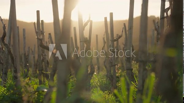 Grapevines Tied To Wooden Posts In The Vineyard