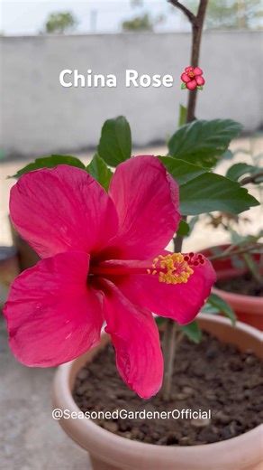China Rose Blooming 🌺 | Hibiscus Flower in My Garden #shortsviral
