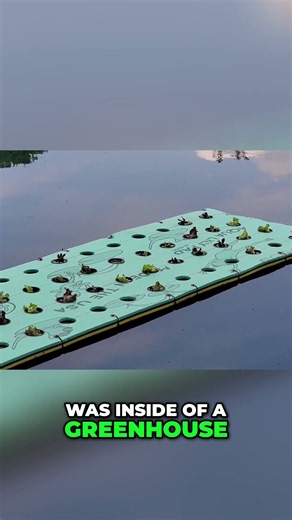 Outdoor Floating Garden in My Backyard Pond! #shorts #aquaponics #garden #pond #fishpond #raft