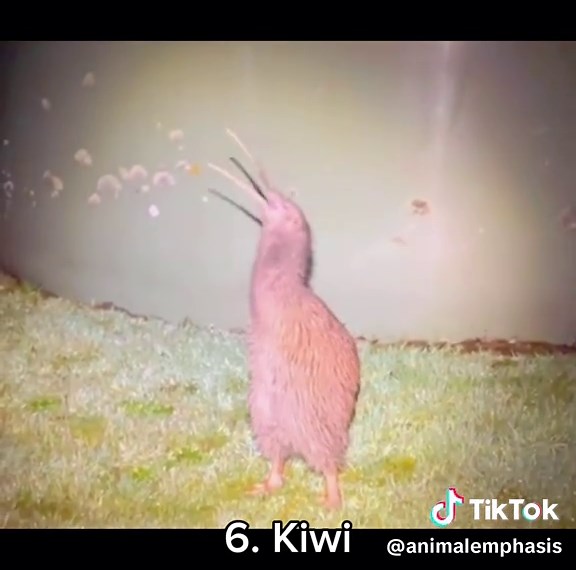 Explore Unique Animal Sounds: Cheetah, Kiwi, and More