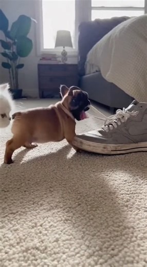 9.2K views · 68 reactions | Cuando el robo se convierte en juego  Este par no se cansa nunca. #PerrosDivertidos #MascotasGraciosas #GatosYTernura #ReelsDeMascotas #AnimalLovers | The Split Screen | Facebook