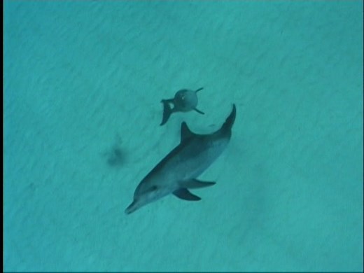 Baby Genius: Underwater Adventures (2004 DVD ISO)