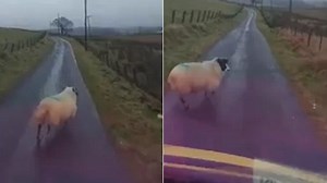 Hilarious Scotsman is RAGING at this sheep in the middle of a road
