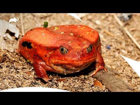 Madagascar Tomato Frog That Fights Without Teeth | Little Giants S1 ep4 | Animal Planet