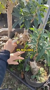 31K views · 120 reactions |  Boost Tree Growth with Inarching Grafting – Stronger, Healthier Trees! #InarchingGrafting #TreeGrafting #GardeningTips #TreeCare #Osmanthus #GardeningHacks #PlantGrowth #Horticulture #GraftingTechniques #SustainableFarming #USA #OrganicGardening #GrowYourOwn #greenthumb | Morgan Venn | Facebook