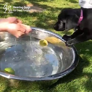 Congratulations to Bramble, who is celebrating passing the first stage of her hearing dog training - the 'Puppy One Star' 👏🌟 Bramble will now focus more on her walking behaviour and recall, learning to wait, and mastering that perfect settle 🐶 Well done Bramble! 😊 | Hearing Dogs for Deaf People