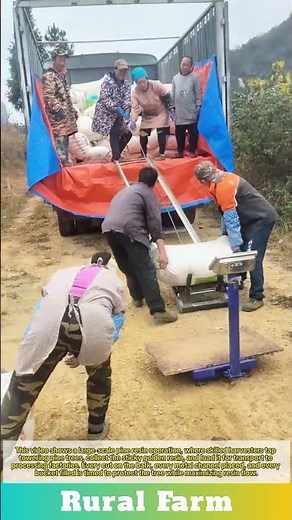 Large-Scale Pine Resin Harvesting and Loading: From Forest to Factory The Pine Resin Collection