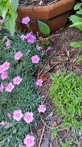 Hummingbird moth | The Nature Nomad | Facebook
