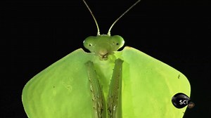 Blood on the Forest Floor - Monster Bug Wars: Hooded Mantis