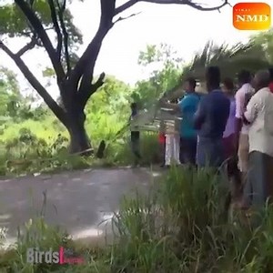 1.5M views | Amazing Elephant Rescue  | La Casa De Papel - Latinoamérica | Facebook