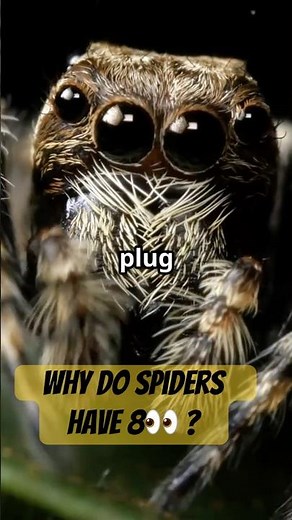 Spiders-Why Do Spiders Have EIGHT Eyes! #facts#animalfacts#animals #animal #funfacts#wildlifefacts