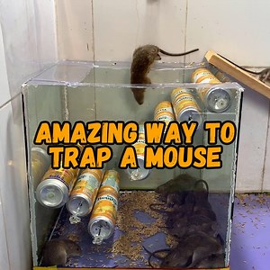 341K views · 247 shares | Amazing mouse trap I've ever seen Source:...