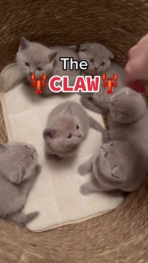 Adorable Claw Machine Picks the Cutest Kittens | Try To Catch Your Own!