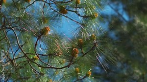 Closeup shot of pine tree needles on a pine tree at Manali in Himachal Pradesh, India. Pine tree in the forest in the Himalayan mountains at Manali. Natural fir tree background during sunny day.