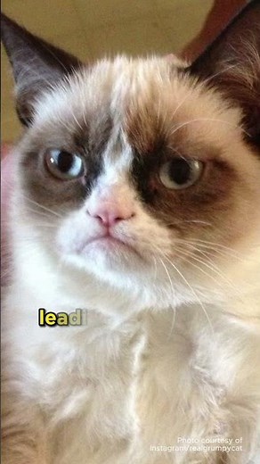 The Grumpy Cat #cats