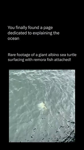 Oceans Explained in depth on Instagram: "Follow @explainingoceans to learn everything about oceans one post at a time 🧠🔥 A giant albino sea turtle is an extremely rare sight, and its appearance highlights how genetic defects occur in both land and marine animals. Albinism is caused by a mutation that prevents the body from producing melanin, the pigment responsible for coloration in skin, shells, scales, and eyes. Without melanin, an albino sea turtle appears pale white or pink, with red eyes 