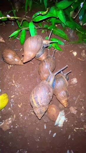 Where do snails come from? There are so many of them.