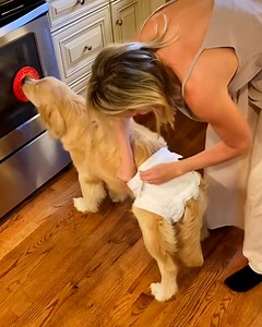 42K views · 127 reactions | This genius hack will distract your dog from the diaper 立樂 | Lessons Learned In Life | Facebook