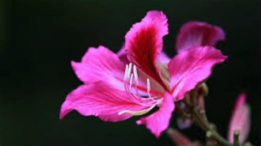 中英文《Warmth in Winter 冬日的温暖》 艾伦