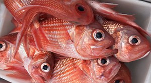 Fresh fish storage and barbecuing tips | News | Weber BBQ