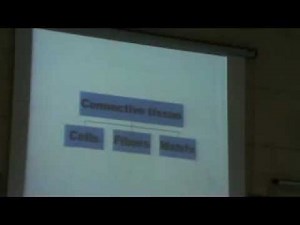Dr Dalia C.T. (UMC - Pericytes - Fibroblast)