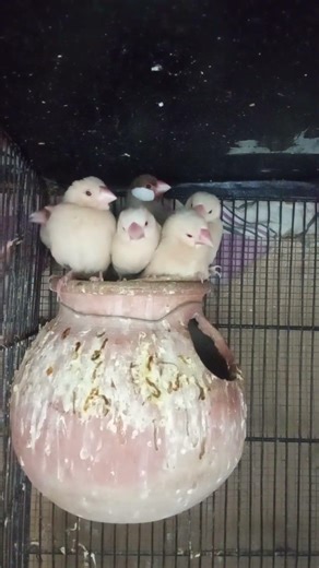 Fawn Java pair with five Chicks