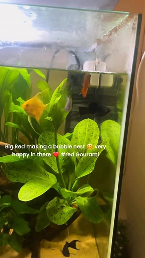 Making the home even homelier lol 😂 bubble nests! | Jamie Bull