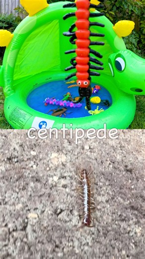 Kids Learn at the Dino Pool | Bug Insect Names: Cricket Earthworm Caterpillar Centipede Tarantula
