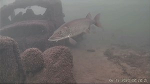 301K views · 2K reactions | OKOBOJI, IOWA JAWS: Incredible High...