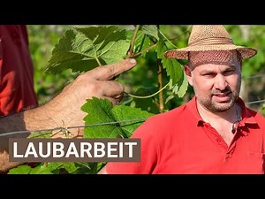 Pinching out vines & guiding shoots: A brief overview of canopy management (Part I)