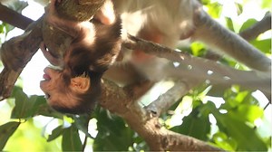 266K views · 5.9K reactions | Falling Down Always Remind Me For All Newborn Baby Just Being Learn To Climbing On The Branch. How Is Baby Goldie? | Lovely Monkey | Facebook