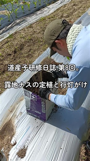 道産子研修日誌 第8回。 今日は、露地ナスの定植。 ハウス育ちの苗を、 いよいよ畑へ。 でも、 定植直後のナスは、 まだ寒暖差や強風に弱い。 特に春先の露地は、 昼は暑くても、 夜は気温が下がる。 そこで大事なのが、 行灯がけ。 苗のまわりを囲うことで、 風をやわらげ、 地温低下を防ぎ、 害虫の侵入も減らせる。 つまり、 定植直後の “初期ストレス”を減らす。 ナスは、 初期生育が遅れると、 その後の樹勢や収量にも影響しやすい。 だからこそ、 最初の数週間を どう守るかが重要。 植えて終わりじゃなく、 活着するまでが定植。 最初にしっかり根を張らせること。 それが、 夏の収穫量につながっていく。 小さなひと手間だけど、 こういう積み重ねが、 後から効いてくる。 ここから。 #道産子研修日誌 #露地ナス #ナス栽培 #定植 #行灯 Farm training journal — Entry . Today was transplanting eggplants into the open field. The greenhouse-raised seedlings are finally