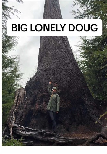 This ancient tree is LONELY because the surrounding ancient forest ecosystem was clear cut. Big Lonely Doug one of the largest Douglas fir trees in the world standing at 66.0m (216.5ft) tall and 3.79m (12.4ft) in diameter. It's located on Vancouver Island, British Columbia just north of Port Renfrew. This famous tree is an icon for the devastation of old growth forests considering the stark contract of this huge ancient tree surrounded by a massive clear cut area with small replanted trees. Old-