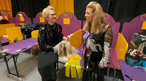Table Talk Live congratulates Susan Giles and JJ on their Non-Sporting Group placement at Westminster 2025. #tabletalklive #caninechroniclemagazine #caninechronicle #caninechronicletv #debcooper #thecaninechronicle #westminsterkennelclub #westminsterdogshow | The Canine Chronicle