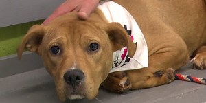 How to detect signs of heat stroke on your pet and what to do