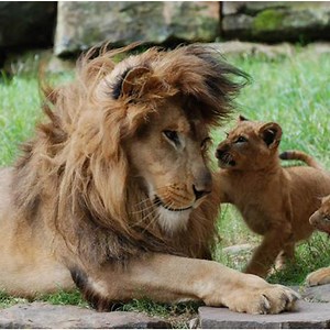 Lion Cubs Meet their Father for the First Time #wildlife #animal #lion | Love Animals